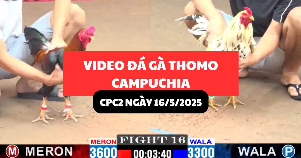 VIDEO ĐÁ GÀ THOMO CAMPUCHIA TẠI CPC2 NGÀY 16/5/2025 7 video đá gà thomo tại cpc2 ngày 16/5/2025 hôm nay