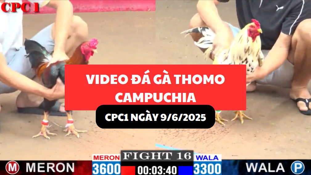 VIDEO ĐÁ GÀ THOMO CAMPUCHIA TẠI CPC1 NGÀY 9/6/2025 7 video đá gà thomo tại cpc1 ngày 9/6/2025 hôm nay