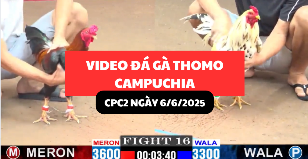 VIDEO ĐÁ GÀ THOMO CAMPUCHIA TẠI CPC2 NGÀY 6/6/2025 2 video đá gà thomo tại cpc2 ngày 6/6/2025 hôm nay