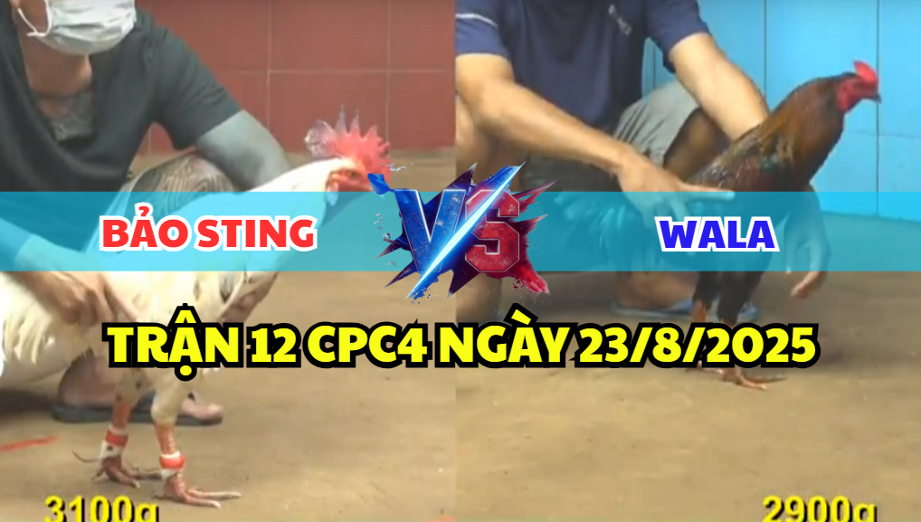 TRẬN 12 CPC4 NGÀY 23/8/2025 - BƯỚM HIỆU BẢO STING HƠN TRẠNG VẪN THUA 3 trận 12 cpc4 ngày 23/8/2025 bảo sting hôm nay