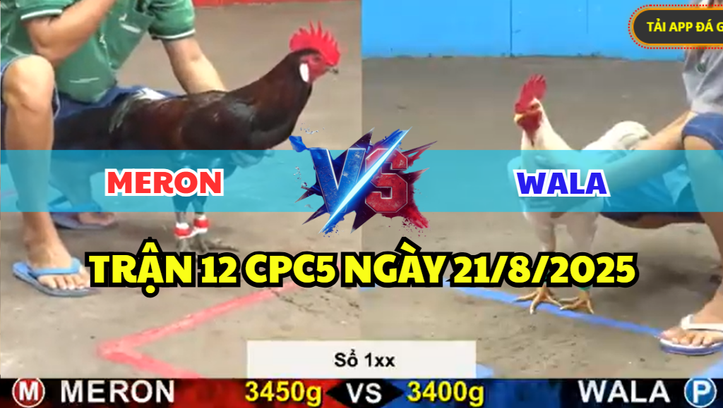 TRẬN 12 CPC5 NGÀY 21/8/2025 - ĐIỀU VÀ ÚA XỔ LỚN 100 TẠI CPC5 HÔM NAY 5 trận 12 cpc5 ngày 21/8/2025 hôm nay