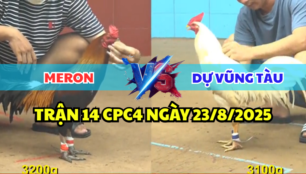TRẬN 14 CPC4 NGÀY 23/8/2025 - GÀ ÚA ANH DỰ VŨNG TÀU KHÔNG THỂ KẾT LIỄU ĐIỀU ĐỐI THỦ 2 trận 14 cpc4 ngày 23/8/2025 dự vũng tàu hôm nay