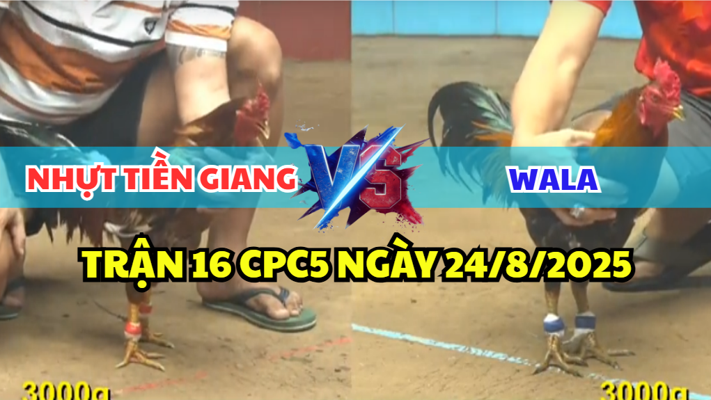 TRẬN 16 CPC5 NGÀY 24/8/2025 - ĐIỀU VÀNG NHỰT TIỀN GIANG VỠ ĐÒN BỎ CHẠY 6 trận 16 cpc5 ngày 24/8/2025 nhựt tiền giang hôm nay