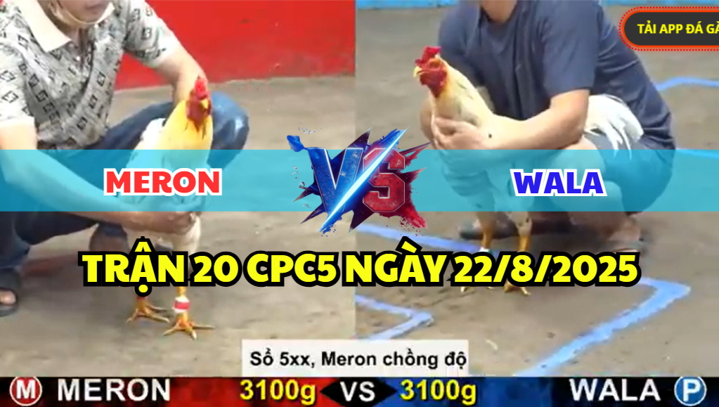 TRẬN 20 CPC5 NGÀY 22/8/2025 - GÀ BƯỚM LÊN LỚP THẤT BẠI MẤT CÁI XỔ 500 3 trận 20 cpc5 ngày 22/8/2025 hôm nay xổ lớn 500tr