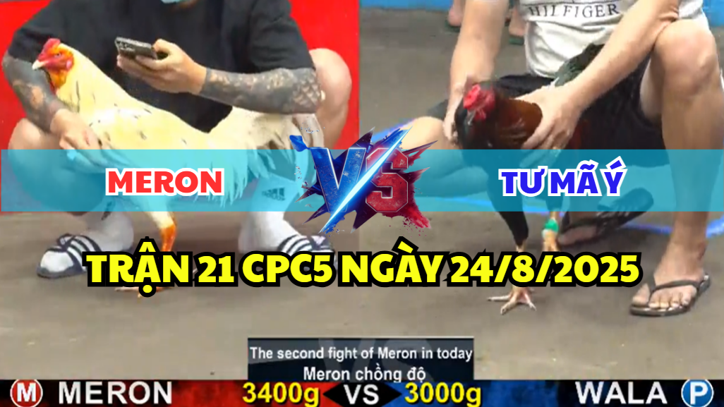 TRẬN 21 CPC5 NGÀY 24/8/2025 - GÀ ĐIỀU ANH TƯ MÃ Ý GẶP BƯỚM CỌP CHỒNG ĐỘ 5 trận 21 cpc5 ngày 24/8/2025 tư mã ý hôm nay