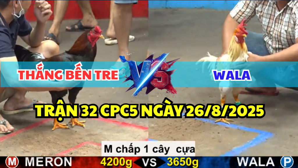 TRẬN 32 CPC5 NGÀY 26/8/2025 - GÀ ĐIỀU ANH THẮNG BẾN TRE 1 CỰA BỎ BỒ CHẠY 10 trận 32 cpc5 ngày 26/8/2025 thắng bến tre hôm nay