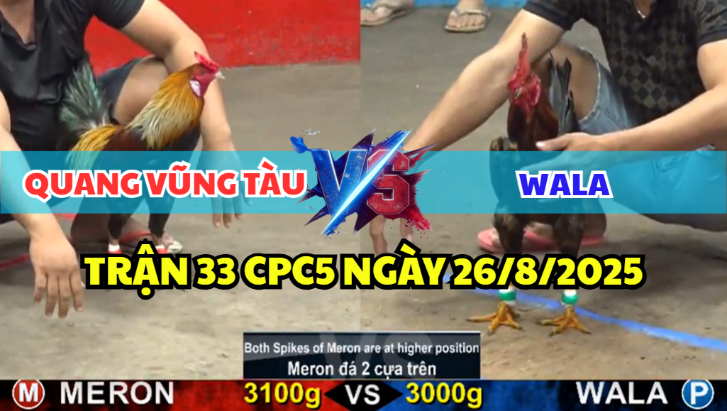 TRẬN 33 CPC5 NGÀY 26/8/2025 - CHUỐI VÀNG ANH QUANG CHẤP 2 CÂY TRÊN LỤM DỄ DÀNG 9 trận 33 cpc5 ngày 26/8/2025 hôm nay