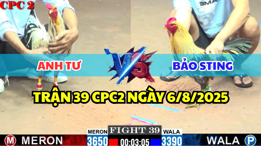TRẬN 39 CPC2 NGÀY 6/8/2025 - GÀ CHUỐI ANH BẢO STING CHẤP TRẠNG KÍ ĐẦU GÀ BƯỚM ANH TƯ 1 trận 39 cpc2 ngày 6/8/2025 hôm nay giữa bảo sting và anh tư