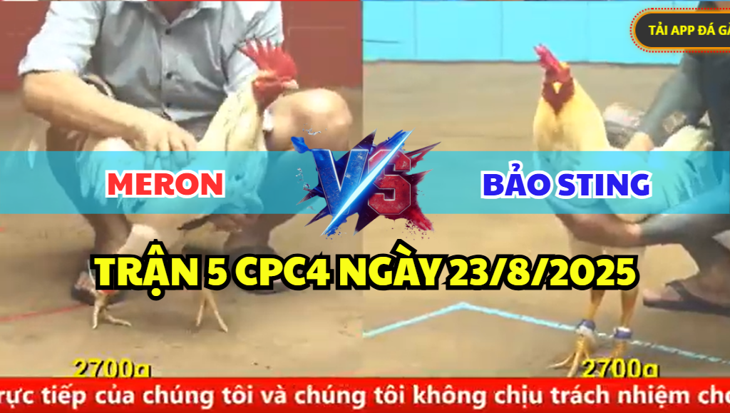 TRẬN 5 CPC4 NGÀY 23/8/2025 - BƯỚM HIỆU BẢO STING PHẢN KHIẾN ĐỐI THỦ ÓI STING 5 trận 5 cpc4 ngày 23/8/2025 bảo sting hôm nay