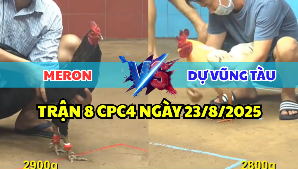TRẬN 8 CPC4 NGÀY 23/8/2025 - GÀ BƯỚM ANH DỰ VŨNG TÀI TIỄN GÀ QUE VUỐT ÓI 4 trận 8 cpc4 ngày 23/8/2025 dự vũng tàu hôm nay