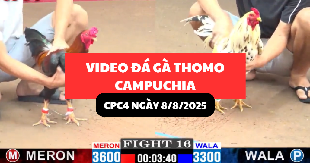 TRỰC TIẾP ĐÁ GÀ THOMO TẠI CPC4 NGÀY 8/8/2025 1 trực tiếp đá gà thomo tại cpc4 ngày 8/8/2025 hôm nay