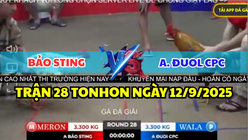 TRẬN 28 TONHON NGÀY 12/9/2025 - ANH BẢO STING VS ANH ĐUOL CPC 9 trận 28 tonhon ngày 12/9/2025 hôm nay giữa bảo sting vs anh duol cpc