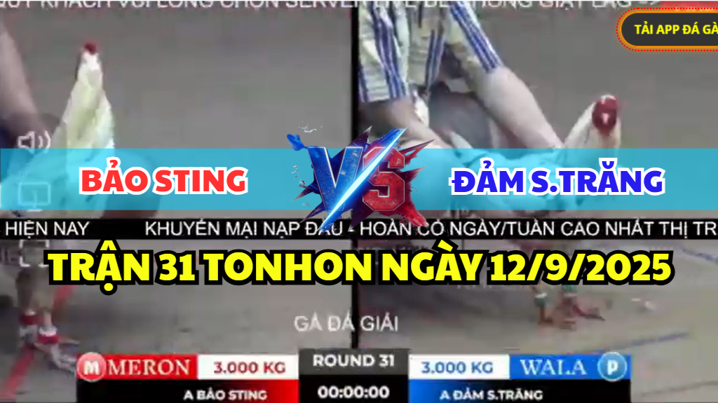 TRẬN 31 TONHON NGÀY 12/9/2025 - BẢO STING VS ĐẢM SÓC TRĂNG 8 trận 31 tonhon ngày 12/9/2025 hôm nay giữa bảo sting vs đảm sóc trăng