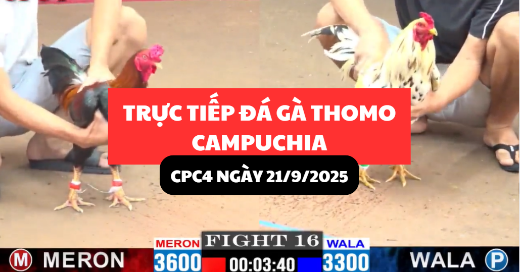 TRỰC TIẾP ĐÁ GÀ THOMO TẠI CPC4 NGÀY 21/9/2025 10 trực tiếp đá gà thomo tại cpc4 ngày 21/9/2025 hôm nay