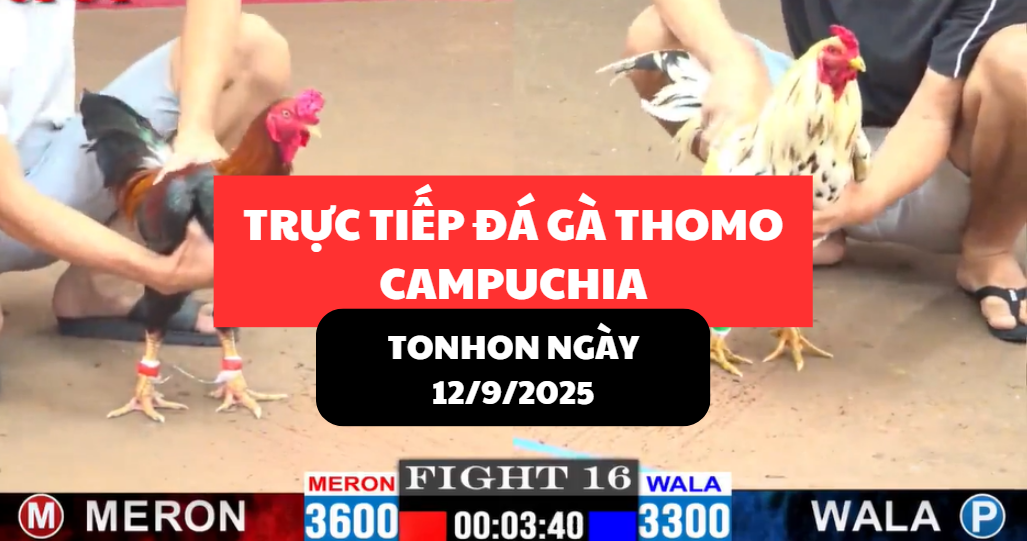 TRỰC TIẾP ĐÁ GÀ THOMO TẠI TONHON NGÀY 12/9/2025 10 trực tiếp đá gà thomo tại tonhon ngày 12/9/2025 hôm nay