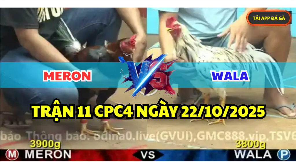 TRẬN 11 CPC4 NGÀY 22/10/2025 - ĐIỀU CỌP XỬ LÝ BƯỚM NẰM IM CHỊU TRẬN 10 trận 11 cpc4 ngày 22/10/2025 hôm nay