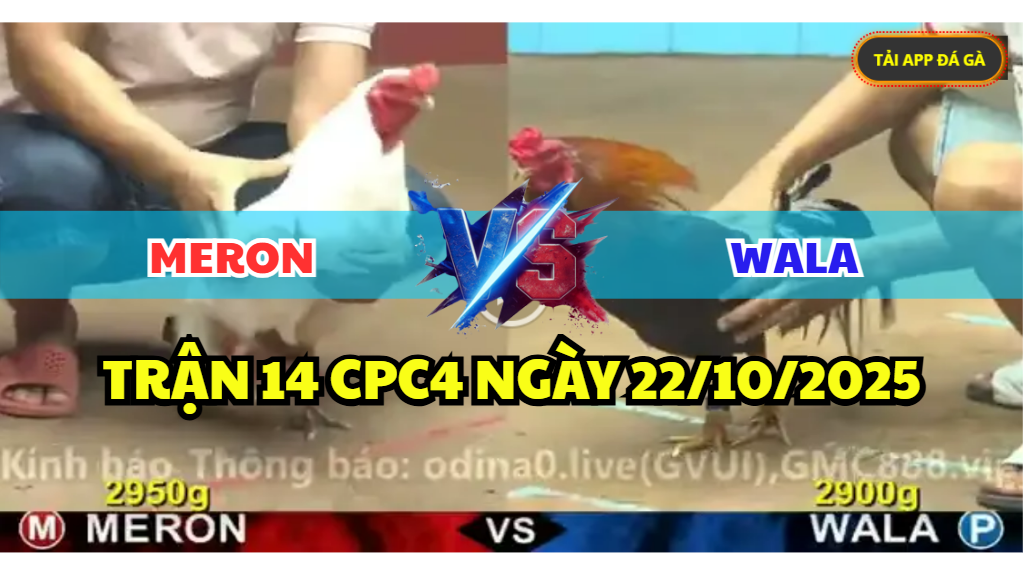 TRẬN 14 CPC4 NGÀY 22/10/2025 - ÚA CHÂN XANH ĐEM VÔ NẤU CANH 7 trận 14 cpc4 ngày 22/10/2025 hôm nay