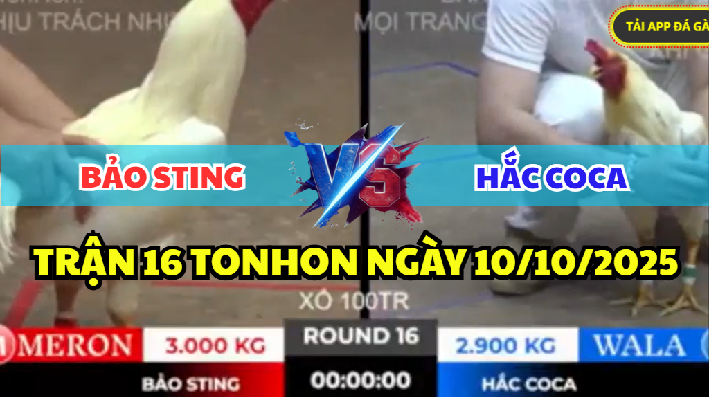 TRẬN 16 TONHON NGÀY 10/10/2025 - BẢO STING THẢ GÀ ÚA LỤM NGAY ANH HẮC COCA 7 trận 16 tonhon ngày 10/10/2025 hôm nay giữa bảo sting vs hắc coca