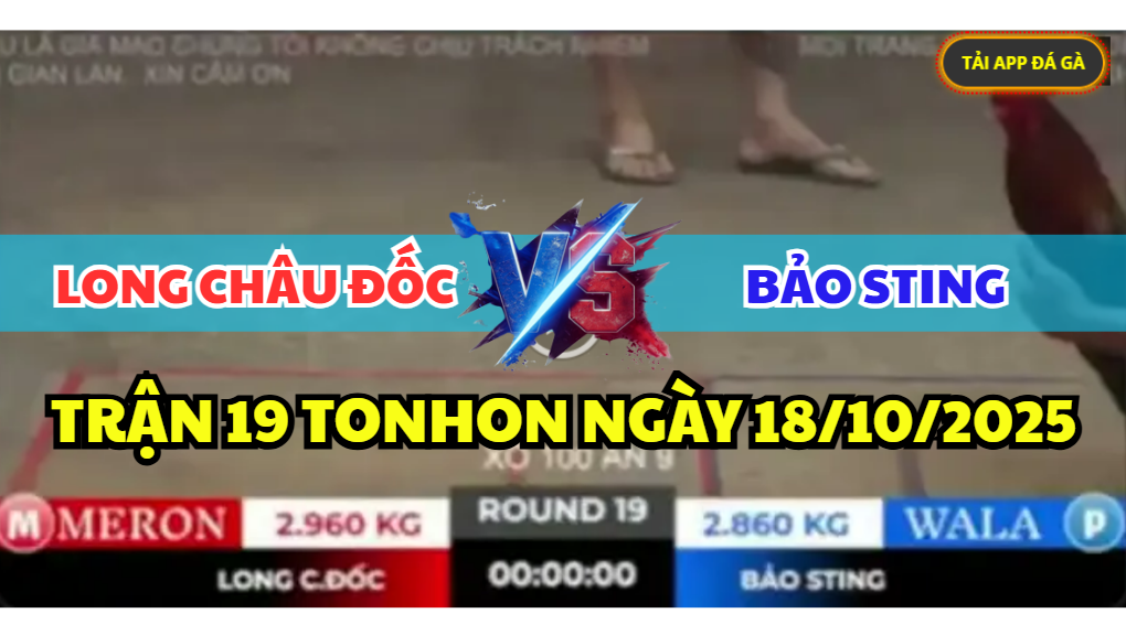 TRẬN 19 TONHON NGÀY 18/10/2025 - ANH BẢO STING ĐỐI ĐẦU LONG CHÂU ĐỐC XỔ 100 8 trận 19 tonhon ngày 18/10/2025 hôm nay giữa bảo sting vs long châu đốc