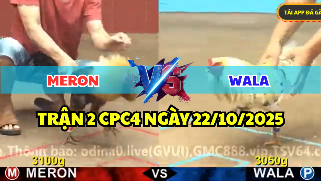 TRẬN 2 CPC4 NGÀY 22/10/2025 - TRẬN GÀ GÂY TRANH CÃI TẠI CPC4 6 trận 2 cpc4 ngày 22/10/2025 hôm nay