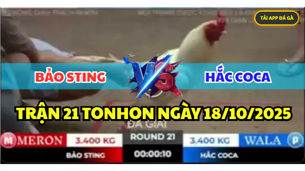 TRẬN 21 TONHON NGÀY 18/10/2025 - ANH BẢO STING RỤNG NGAY TRẬN ĐẦU RA ĐÁ GIẢI 6 trận 21 tonhon ngày 18/10/2025 hôm nay giữa bảo sting vs hắc coca