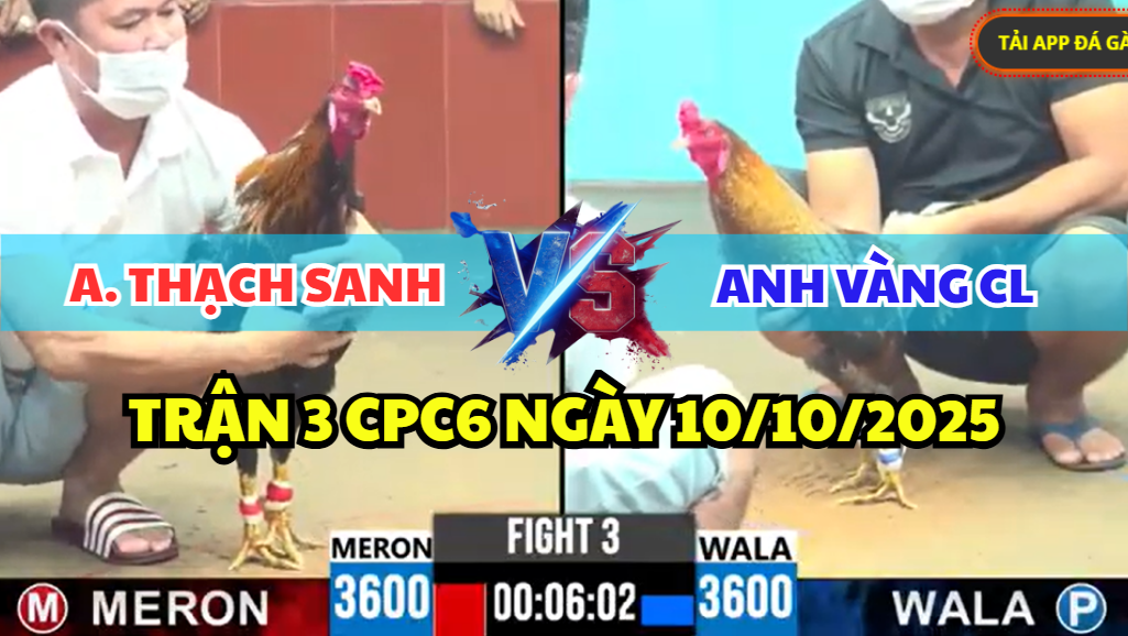 TRẬN 3 CPC6 NGÀY 13/10/2025 - GÀ CÚ BẾN THẾ CANH NẠP ĐỐI ĐẦU GÀ ĐIỀU 7 trận 3 cpc6 ngày 13/10/2025 hôm nay