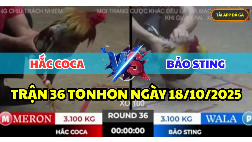 TRẬN 36 TONHON NGÀY 18/10/2025 - ANH BẢO STING PHỤC THÙ HẮC COCA XỔ 100 1 trận 36 tonhon ngày 18/10/2025 hôm nay giữa bảo sting vs hắc coca