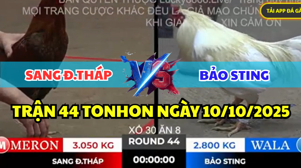 TRẬN 44 TONHON NGÀY 10/10/2025 - BẢO STING TIẾP BỒ SANG ĐỒNG THÁP 9 trận 44 tonhon ngày 10/10/2025 hôm nay giữa bảo sting vs sang đồng tháp