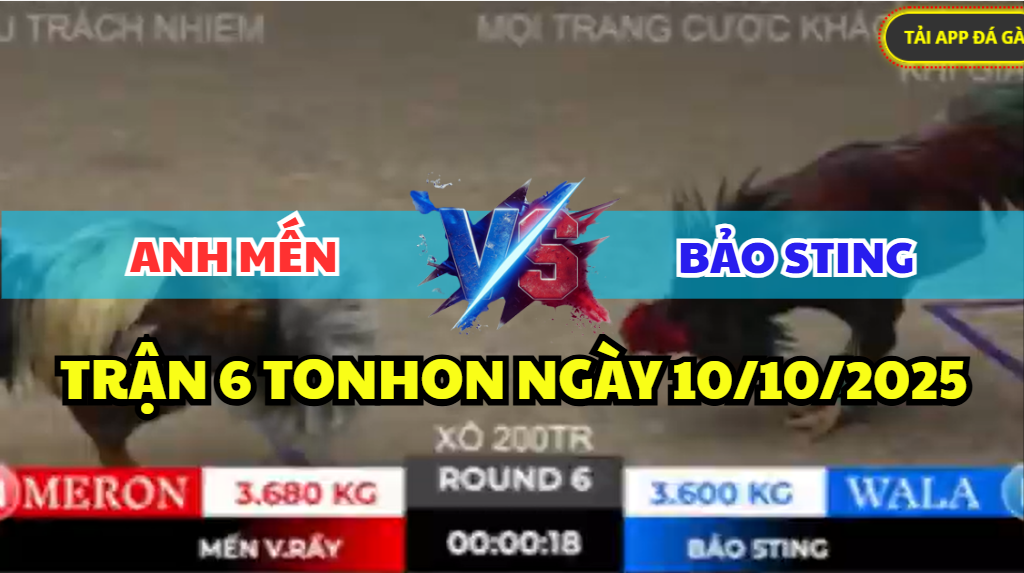 TRẬN 6 TONHON NGÀY 10/10/2025 - GÀ QUE IDOL BẢO STING KHÔNG CHỊU NỔI NHIỆT 1 trận 6 tonhon ngày 10/10/2025 hôm nay giữa anh mến vàm rãy vs anh bảo sting