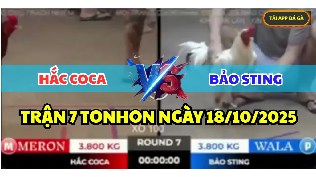 TRẬN 7 TONHON NGÀY 18/10/2025 - ANH HẮC COCA VS BẢO STING XỔ 100TR 4 trận 7 tonhon ngày 18/10/2025 hôm nay giữa bảo sting vs hắc coca