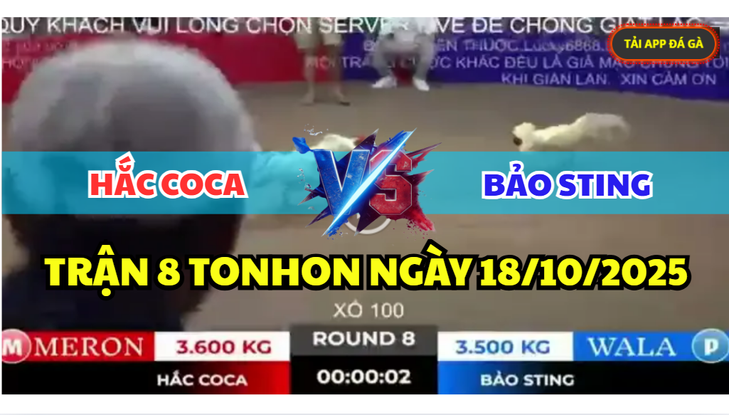TRẬN 8 TONHON NGÀY 18/10/2025 - ANH HẮC COCA TIẾP TỤC ĐỤNG ANH BẢO STING 3 trận 8 tonhon ngày 18/10/2025 hôm nay giữa bảo sting vs hắc coca