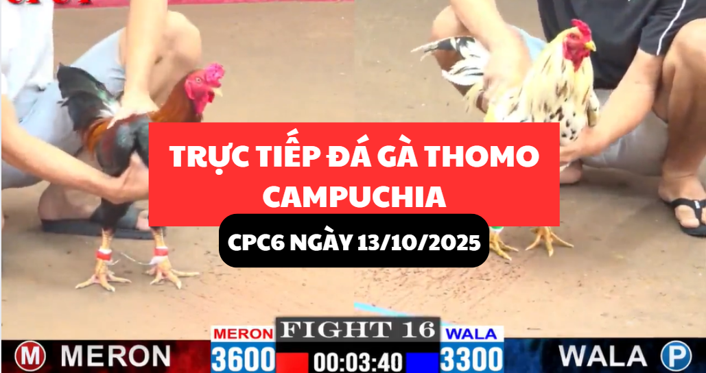 TRỰC TIẾP ĐÁ GÀ THOMO TẠI CPC6 NGÀY 13/10/2025 8 trực tiếp đá gà thomo tại cpc6 ngày 13/10/2025 hôm nay