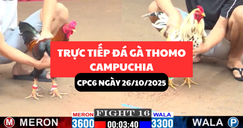 trực tiếp đá gà thomo tại cpc6 ngày 26/10/2025