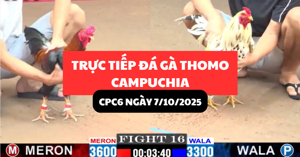 TRỰC TIẾP ĐÁ GÀ THOMO TẠI CPC6 NGÀY 7/10/2025 10 trực tiếp đá gà thomo tại cpc6 ngày 7/10/2025 hôm nay
