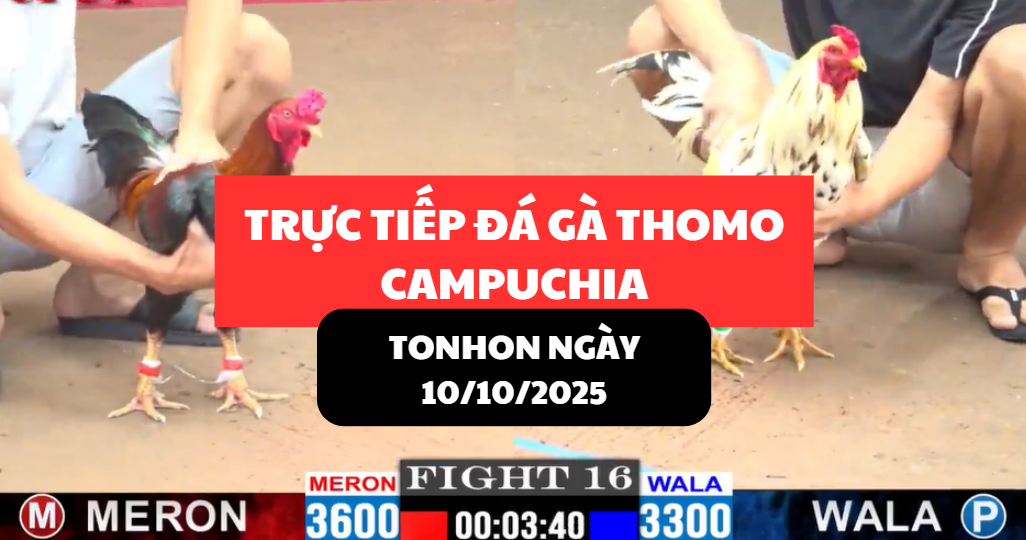 TRỰC TIẾP ĐÁ GÀ THOMO TẠI TONHON NGÀY 10/10/2025 5 trực tiếp đá gà thomo tại tonhon ngày 10/10/2025 hôm nay