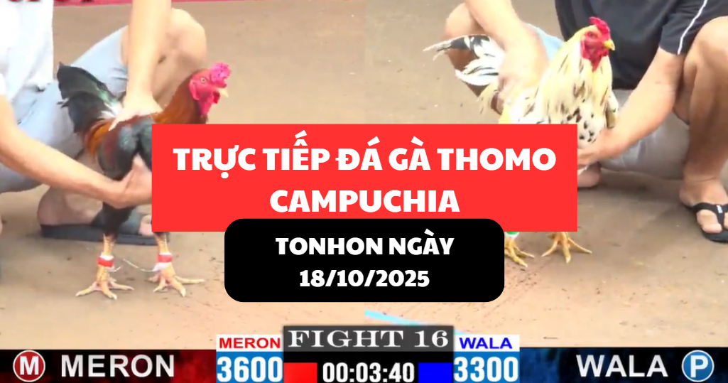TRỰC TIẾP ĐÁ GÀ THOMO TẠI TONHON NGÀY 18/10/2025 8 trực tiếp đá gà thomo tại tonhon ngày 18/10/2025 hôm nay